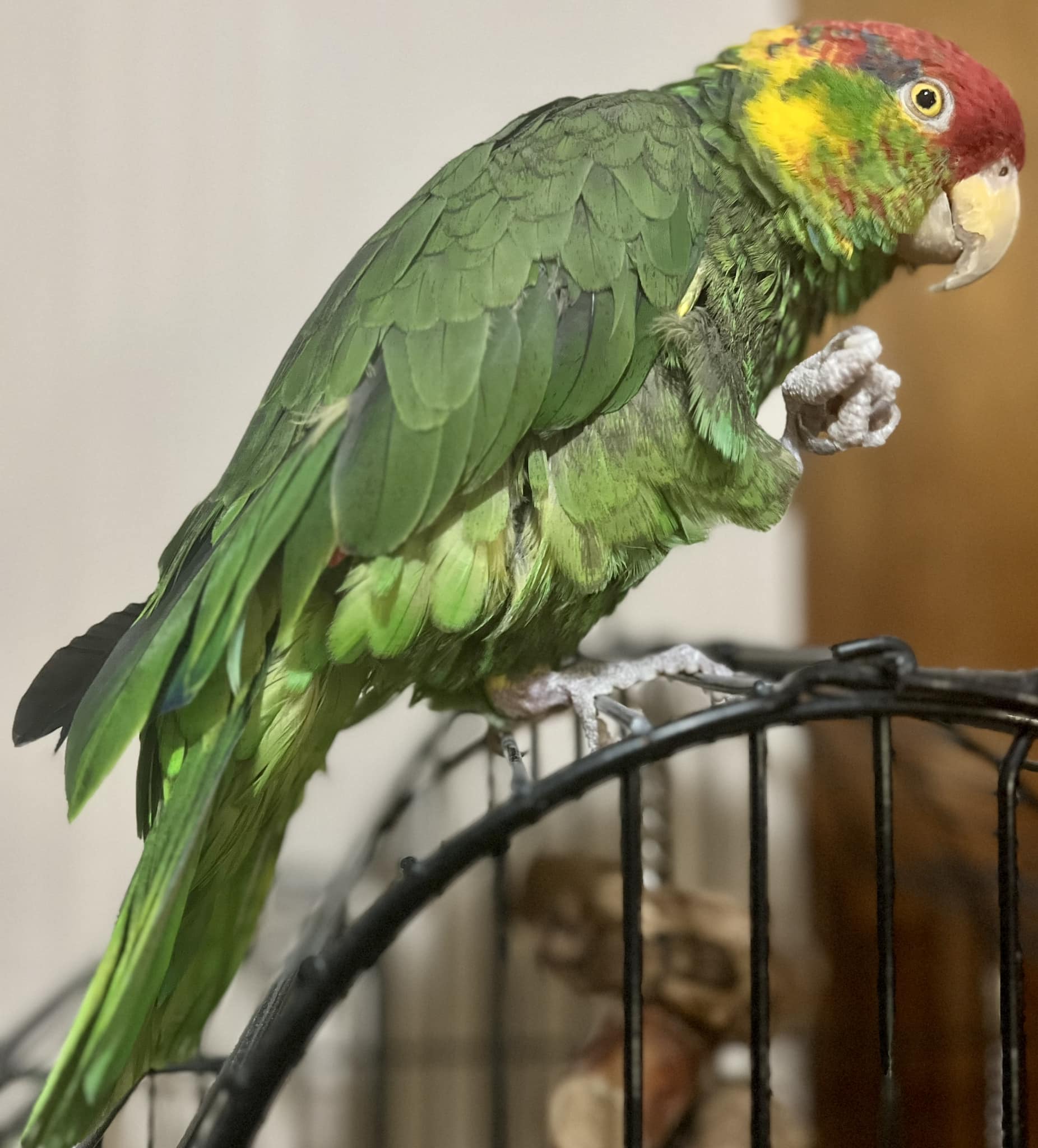 Chico – The Charlie Brown Bird Rescue, Inc