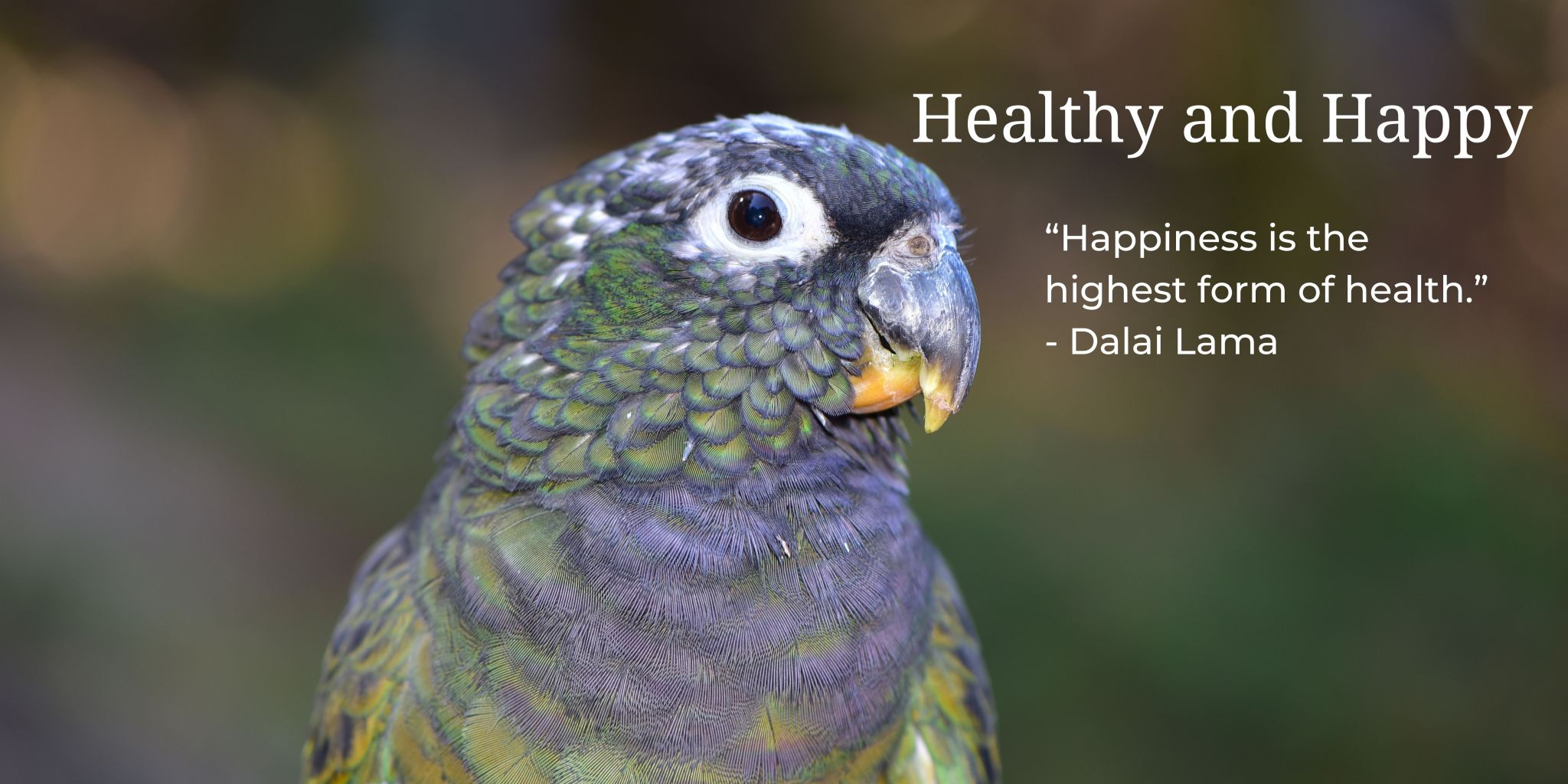 Avian Veterinarians in Your Area The Charlie Brown Bird Rescue, Inc