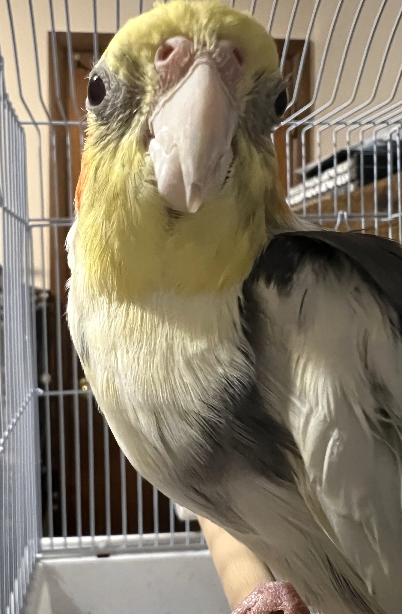 Charlie Brown Bird Rescue