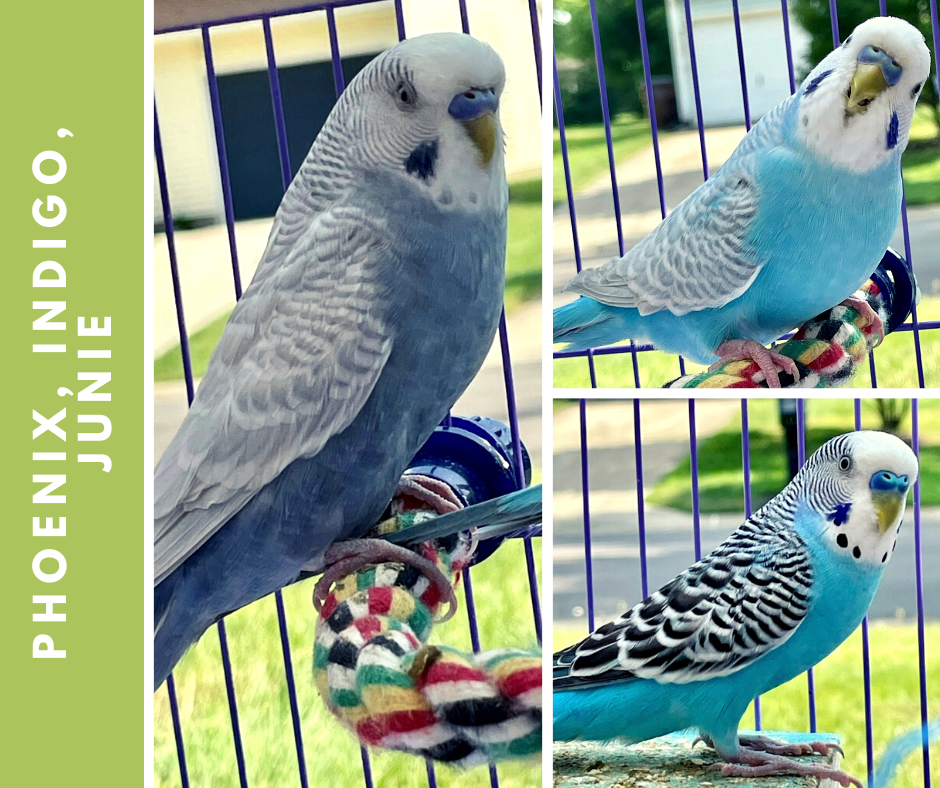 Charlie Brown Bird Rescue