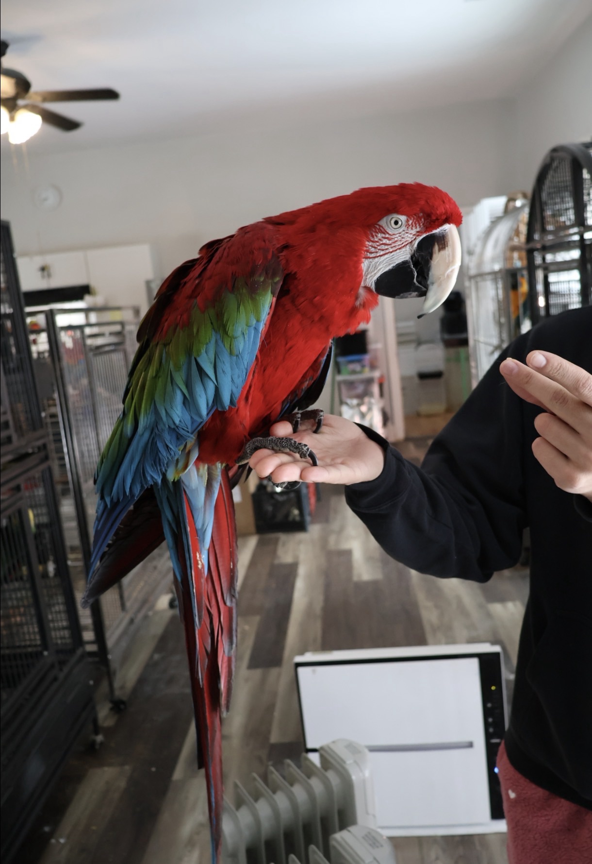 Charlie Brown Bird Rescue