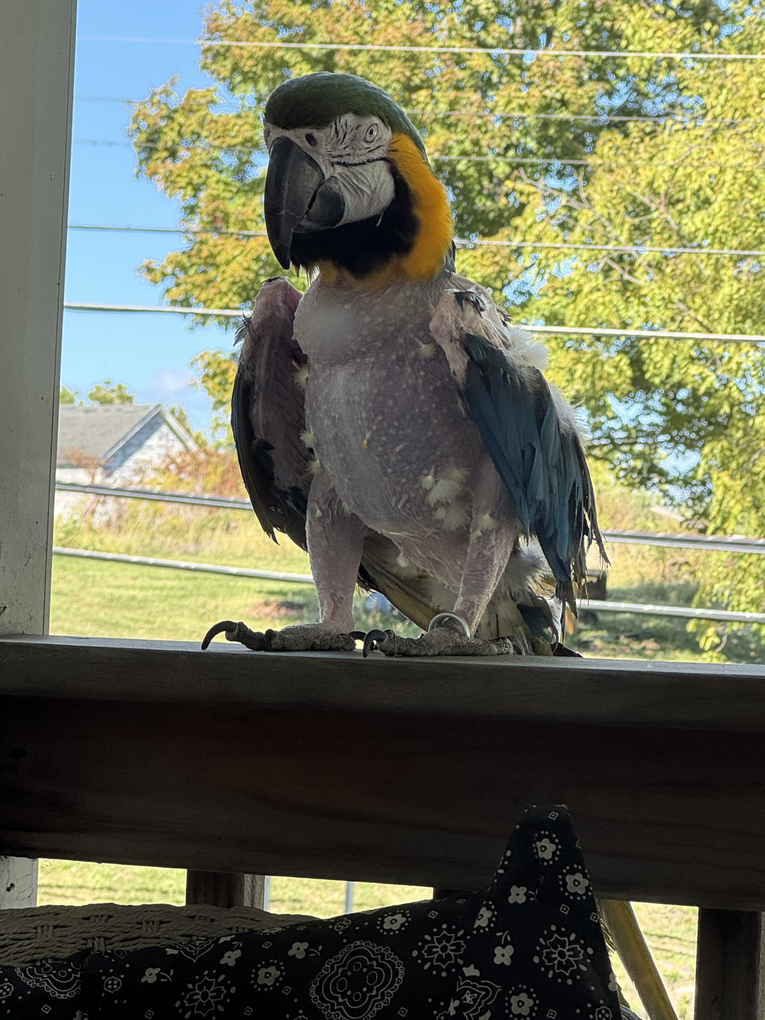 Charlie Brown Bird Rescue